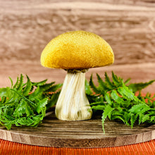 Load image into Gallery viewer, Velvet Mushrooms
